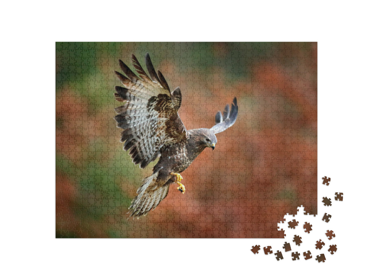Puzzel 1000 stukjes „Majestueuze buizerd die landt“