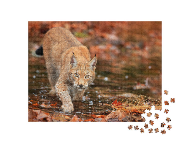 Puzzel 1000 stukjes „Lynx op jacht in het herfstbos“