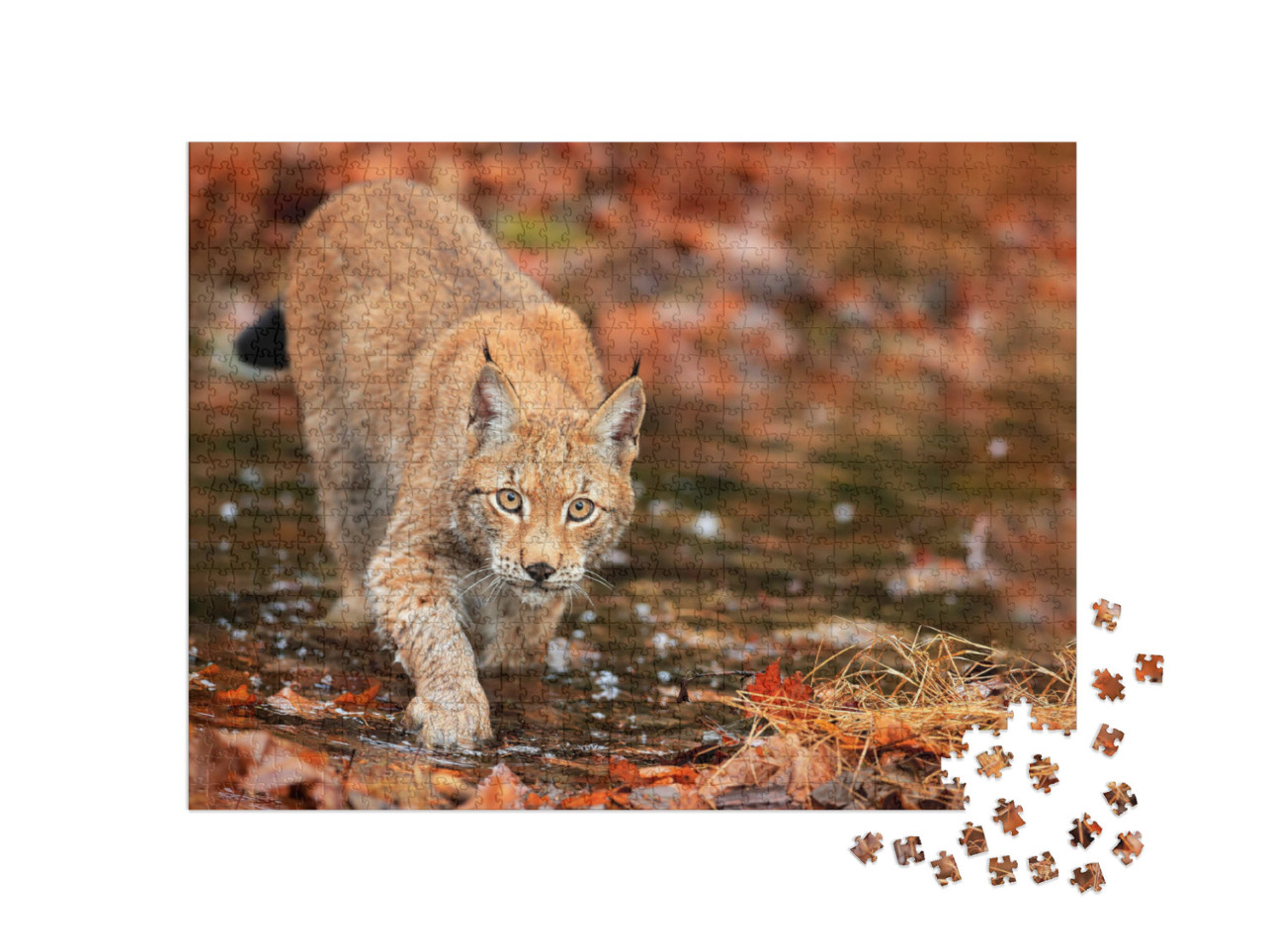 Puzzel 1000 stukjes „Lynx op jacht in het herfstbos“