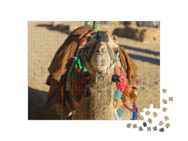 Puzzel 1000 stukjes „Dromedariskameel voor het zand van de hete woestijn, Egypte, Sinaï“