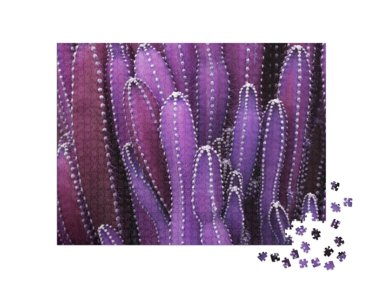 Puzzel 1000 stukjes „Close-up: paarse cactusplant“