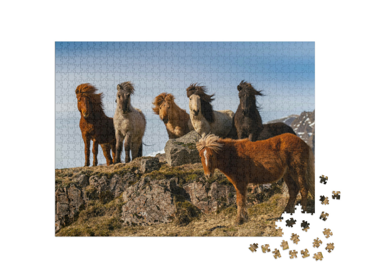 Puzzel 1000 stukjes „Een kudde IJslandse paarden in de ruige wind“