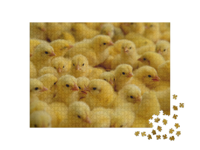 Puzzel 1000 stukjes „Kippen op een boerderij“