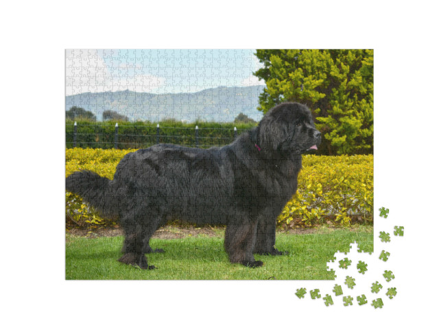 Puzzel 1000 stukjes „Zwarte Newfoundland“