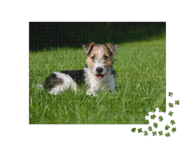 Puzzel 1000 stukjes „Draadharige fox terrier puppy in het gras“