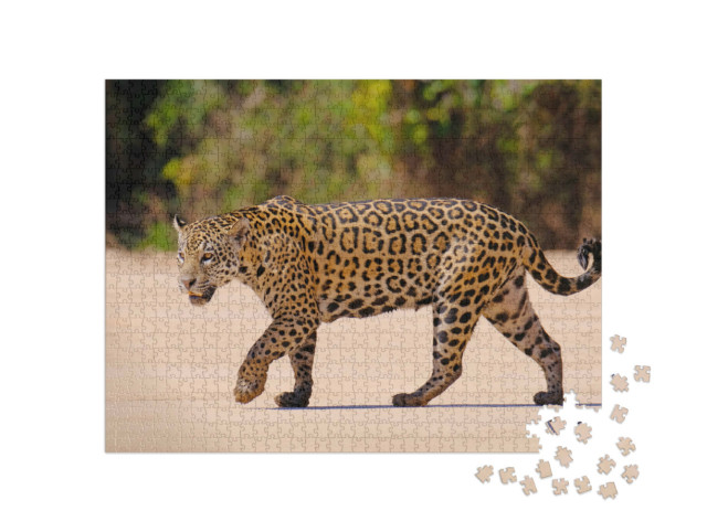 Puzzel 1000 stukjes „Vrouwelijke jaguar, Panthera Onca, Brazilië, Zuid-Amerika“