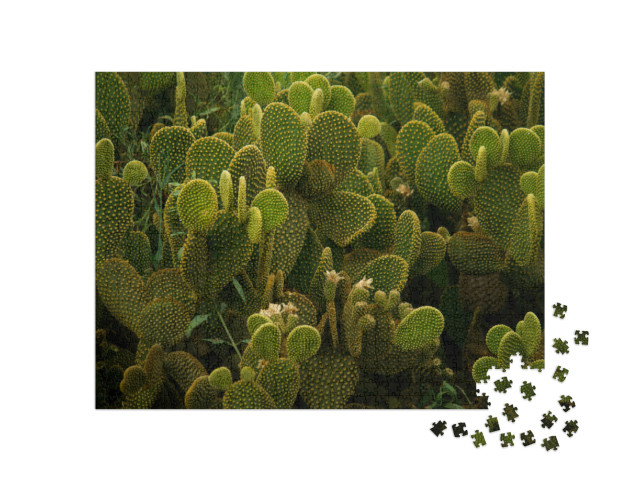 Puzzel 1000 stukjes „Textuur van de woestijn: Angel Wings cactus in close-up“
