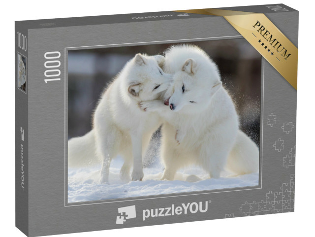 Puzzel 1000 stukjes „Vechtende poolvossen“