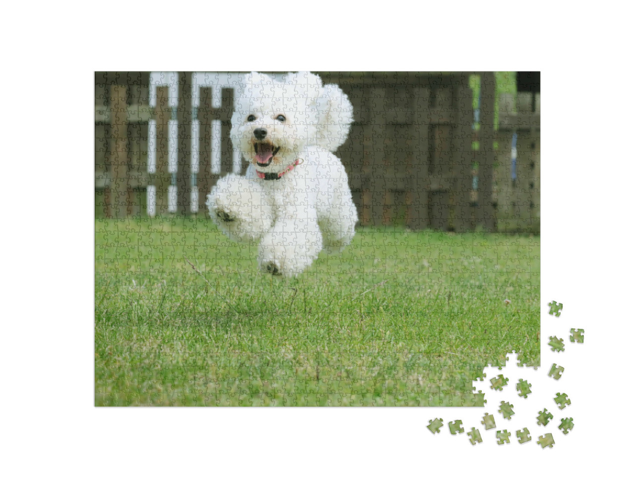Puzzel 1000 stukjes „Witte dwergpoedel speelt in de tuin“