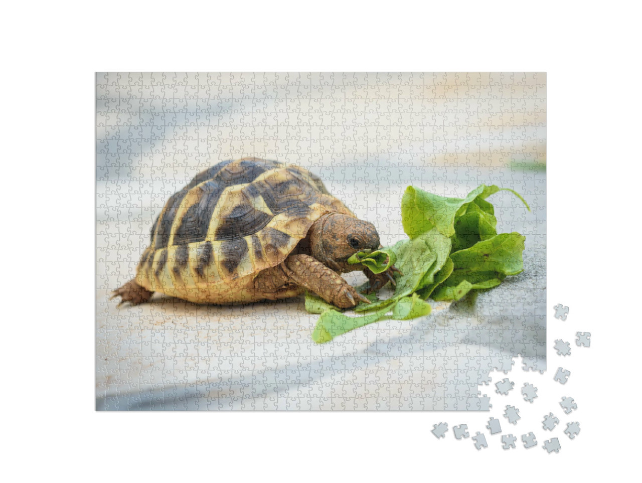 Puzzel 1000 stukjes „Huisdierschildpad eet zijn salade“