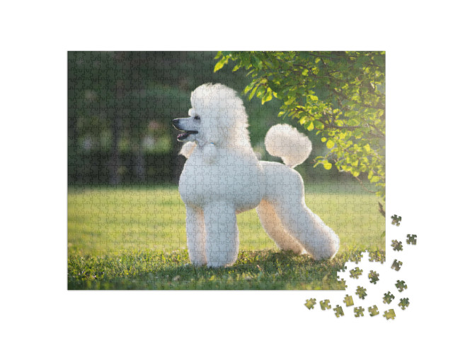 Puzzel 1000 stukjes „Portret van de witte koningspoedel“