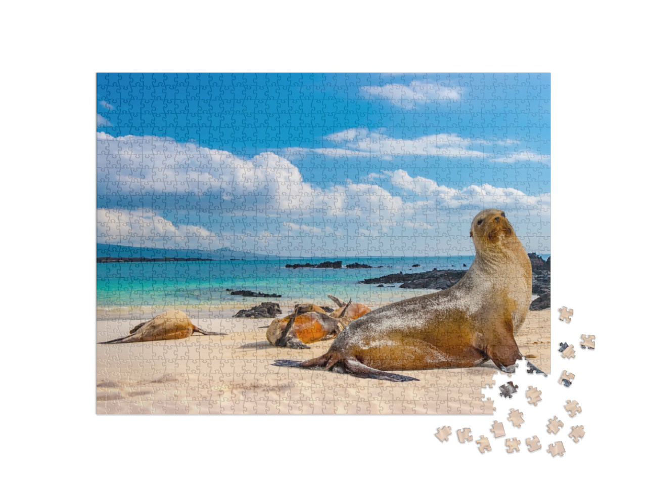 Puzzel 1000 stukjes „Zeehonden op het strand van de Galapagoseilanden, Ecuador“
