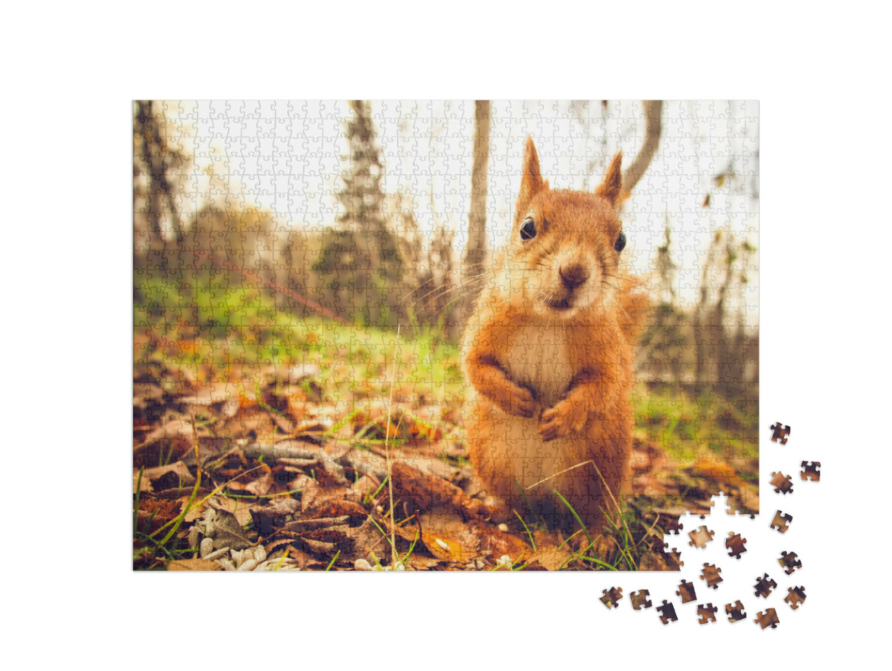 Puzzel 1000 stukjes „Eekhoorn“
