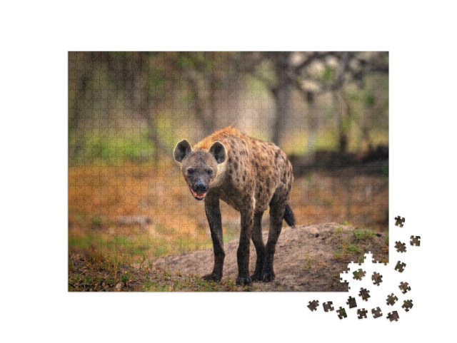 Puzzel 1000 stukjes „Gevlekte hyena op zoek naar prooi, Okavango, Botswana“