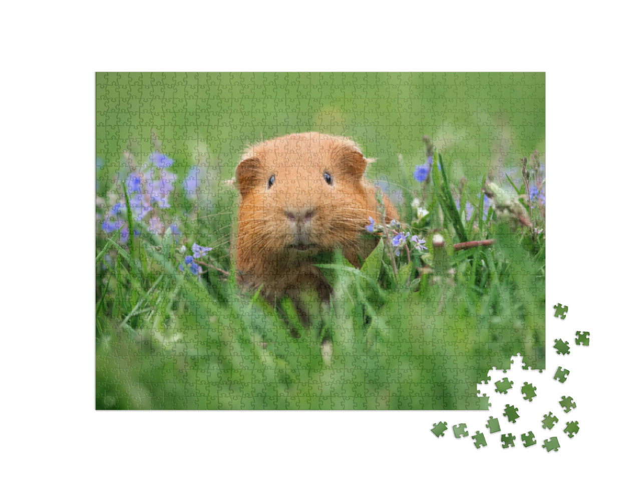 Puzzel 1000 stukjes „Schattige cavia in het gras“