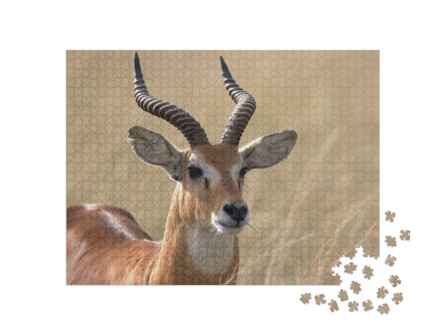 Puzzel 1000 stukjes „Oegandese kob-antilope, Afrika“