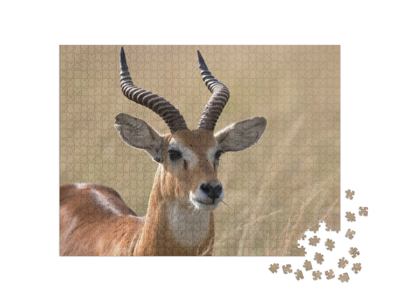 Puzzel 1000 stukjes „Oegandese kob-antilope, Afrika“