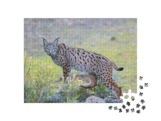 Puzzel 1000 stukjes „Iberische lynx in de Sierra Morena, Andalusië“