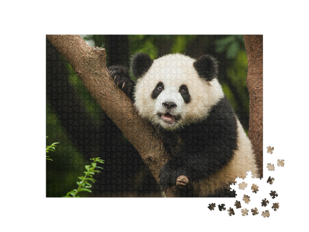 Puzzel 1000 stukjes „Panda in zijn natuurlijke omgeving“