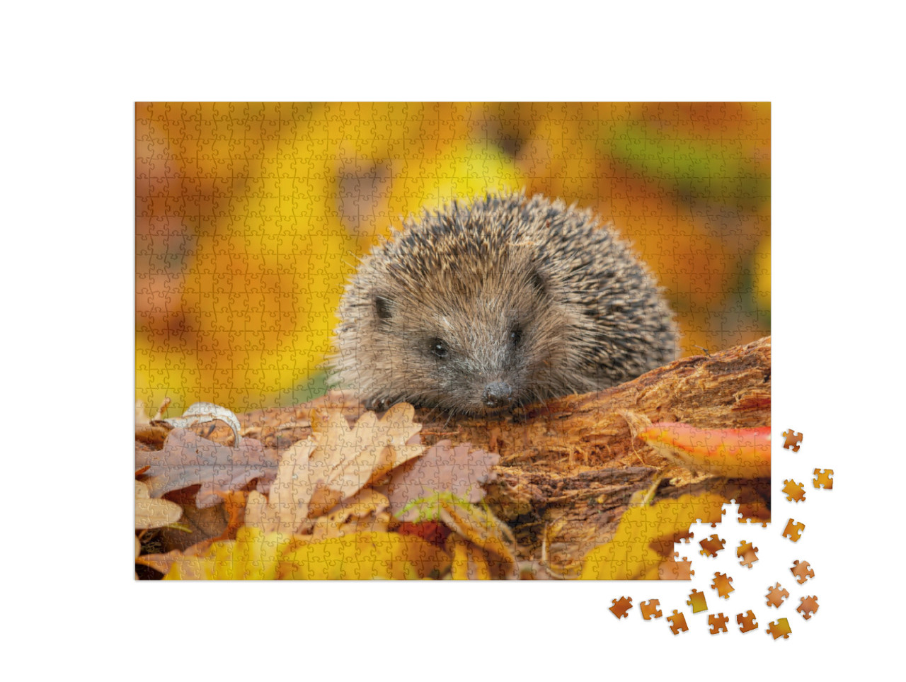 Puzzel 1000 stukjes „Een schattige egel in de herfstbladeren“