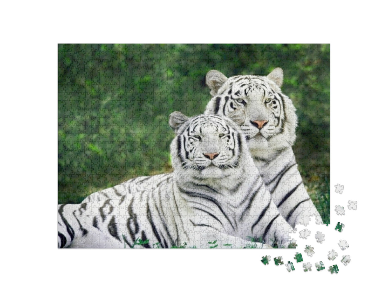 Puzzel 1000 stukjes „Twee prachtige witte tijgers“