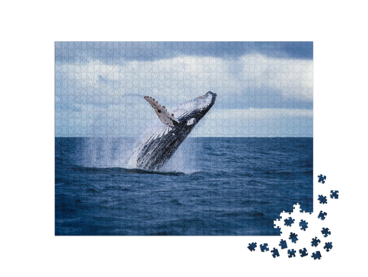 Puzzel 1000 stukjes „Bultrugwalvis springt uit het water, Australië“