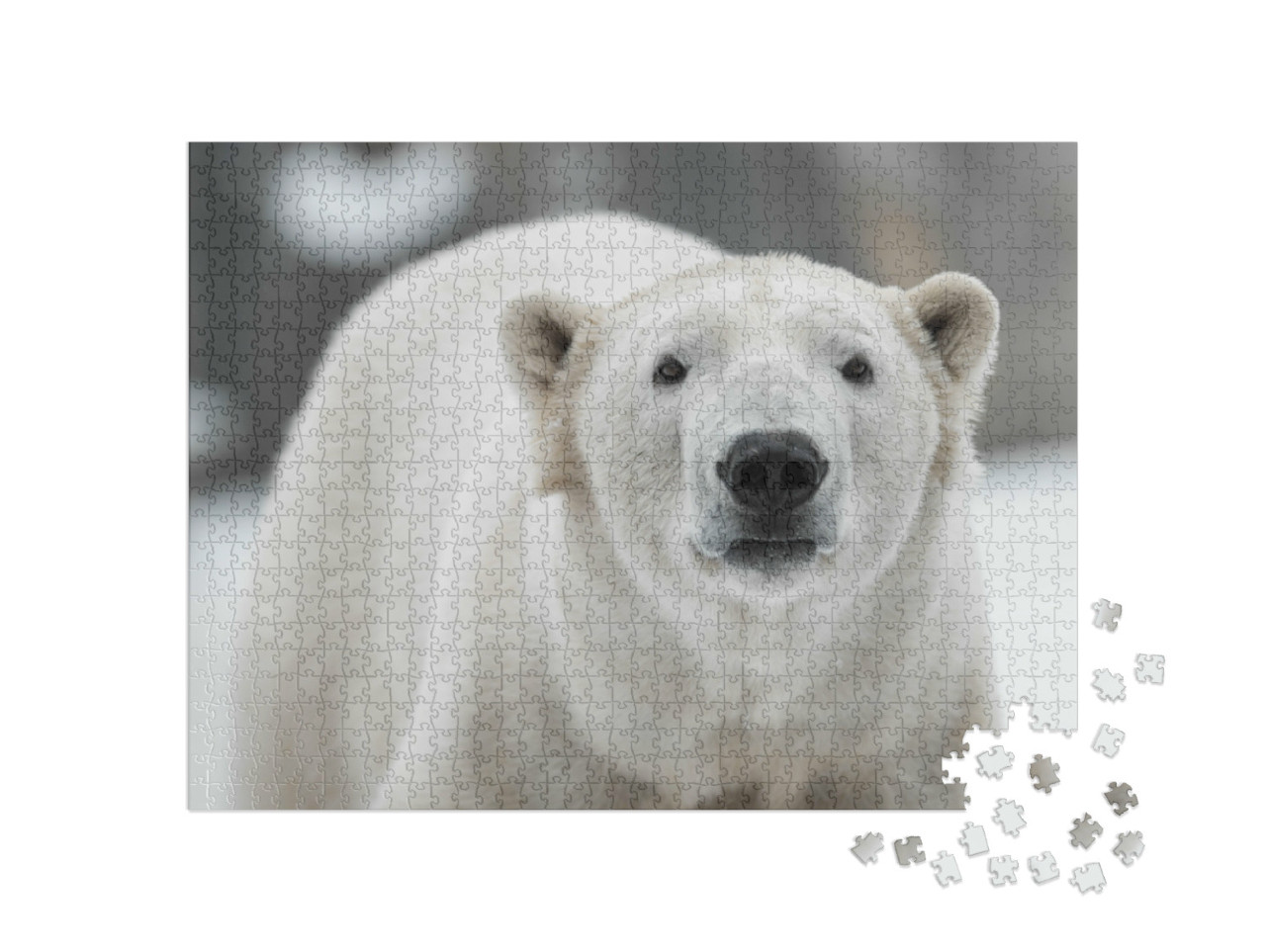 Puzzel 1000 stukjes „Mannelijke ijsbeer, Ursus maritimus in de sneeuw“