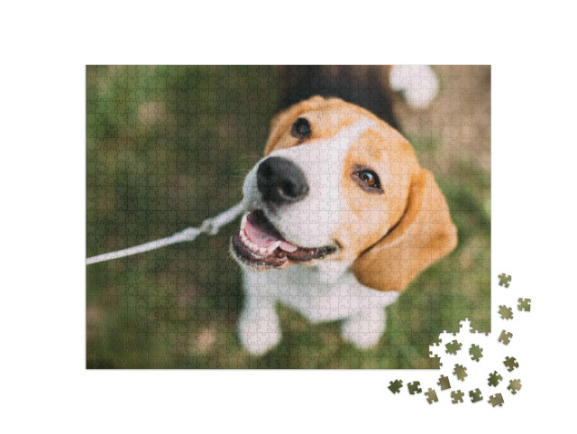Puzzel 1000 stukjes „Een beagle puppy op het gras“