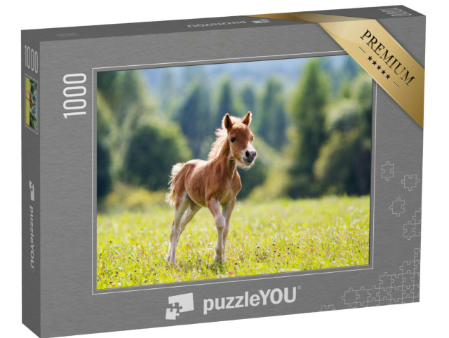 Puzzel 1000 stukjes „Falabella minipony“