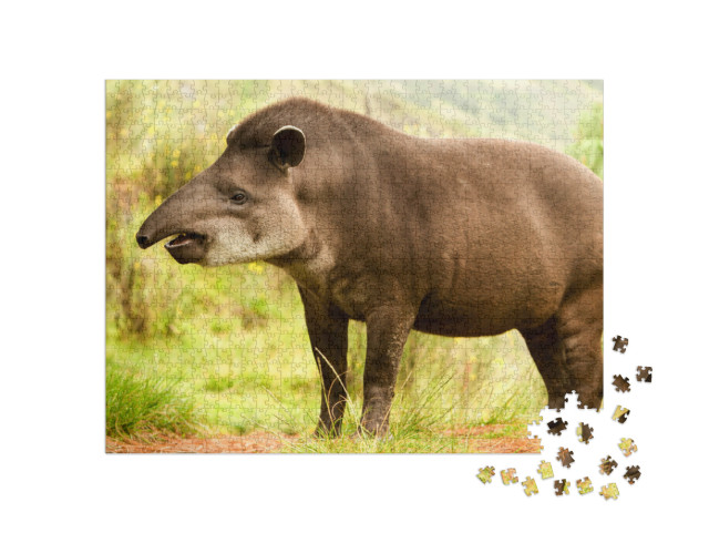 Puzzel 1000 stukjes „Zuid-Amerikaanse tapir in het bos“