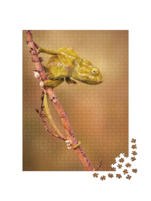 Puzzel 1000 stukjes „Gewone kameleon (Chamaeleo chamaeleon)“