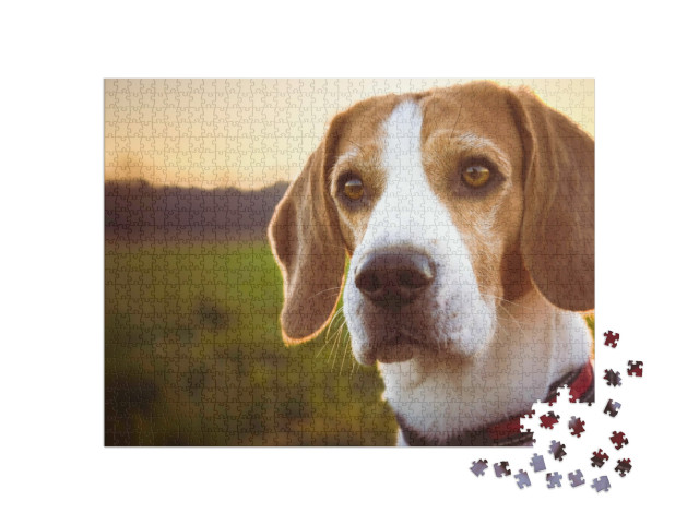 Puzzel 1000 stukjes „Portret van een beagle bij zonsondergang“