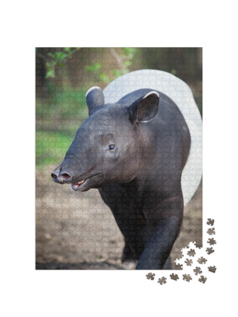 Puzzel 1000 stukjes „Close-up van Maleise tapir“