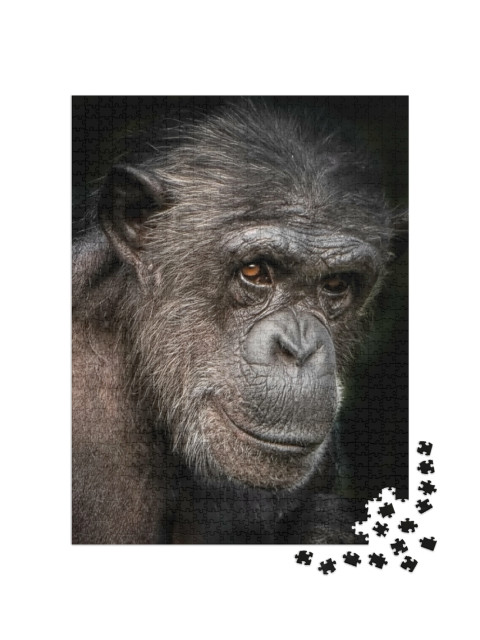 Puzzel 1000 stukjes „Een portretfoto van een vrouwelijke chimpansee“