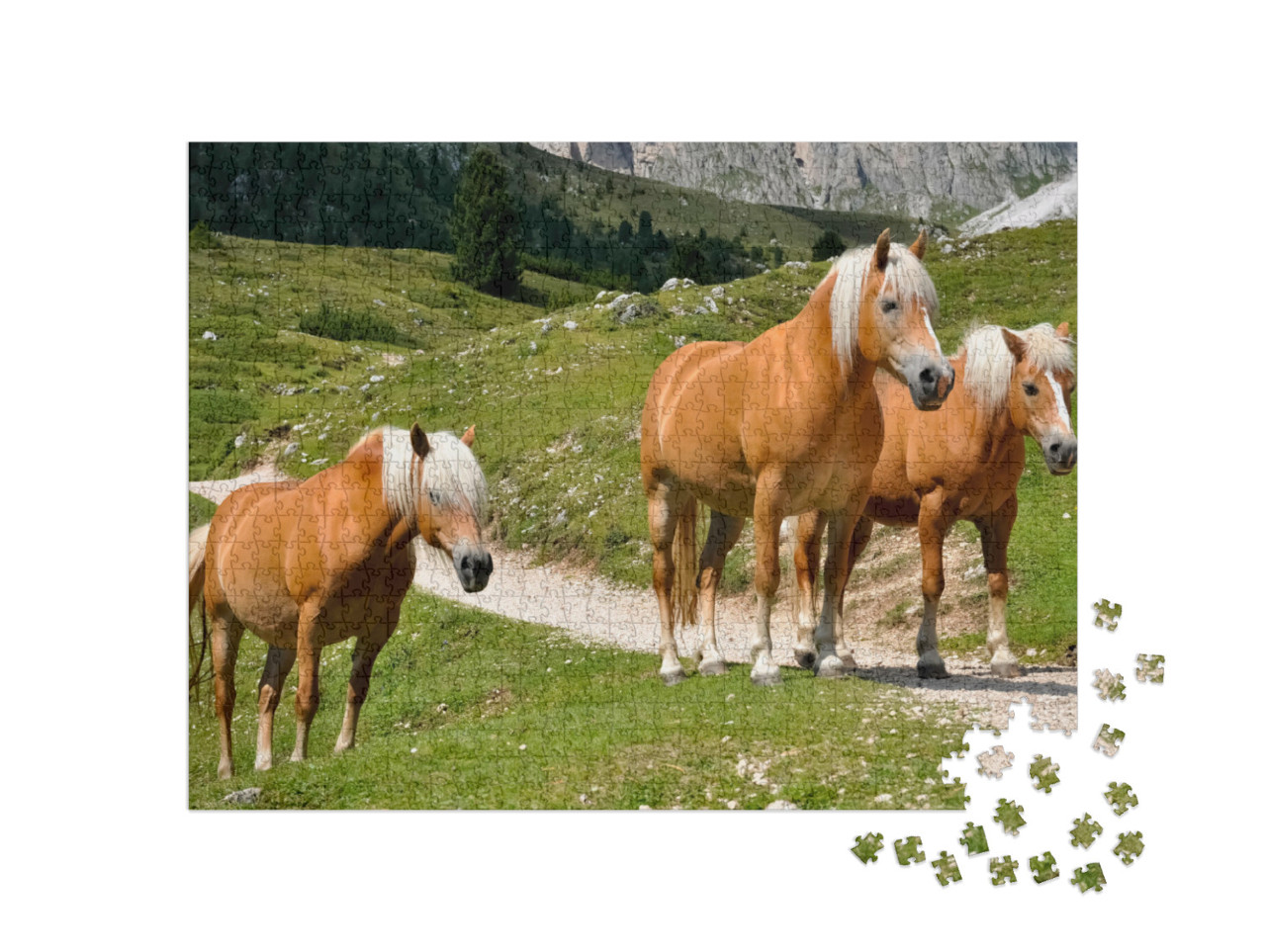 Puzzel 1000 stukjes „Drie Haflinger paarden op een bergweide in Zuid-Tirol, Italië“