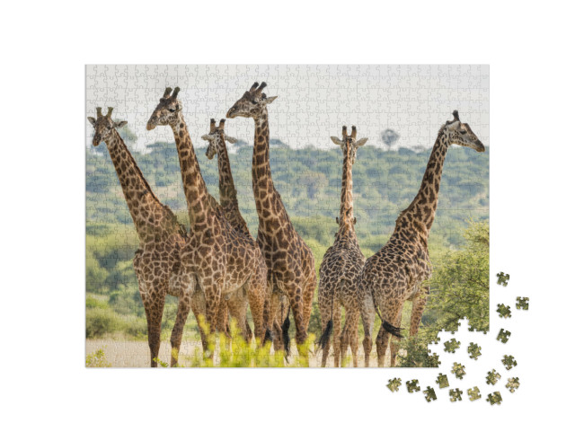 Puzzel 1000 stukjes „Kudde giraffen in het Tarangire National Park, Tanzania“