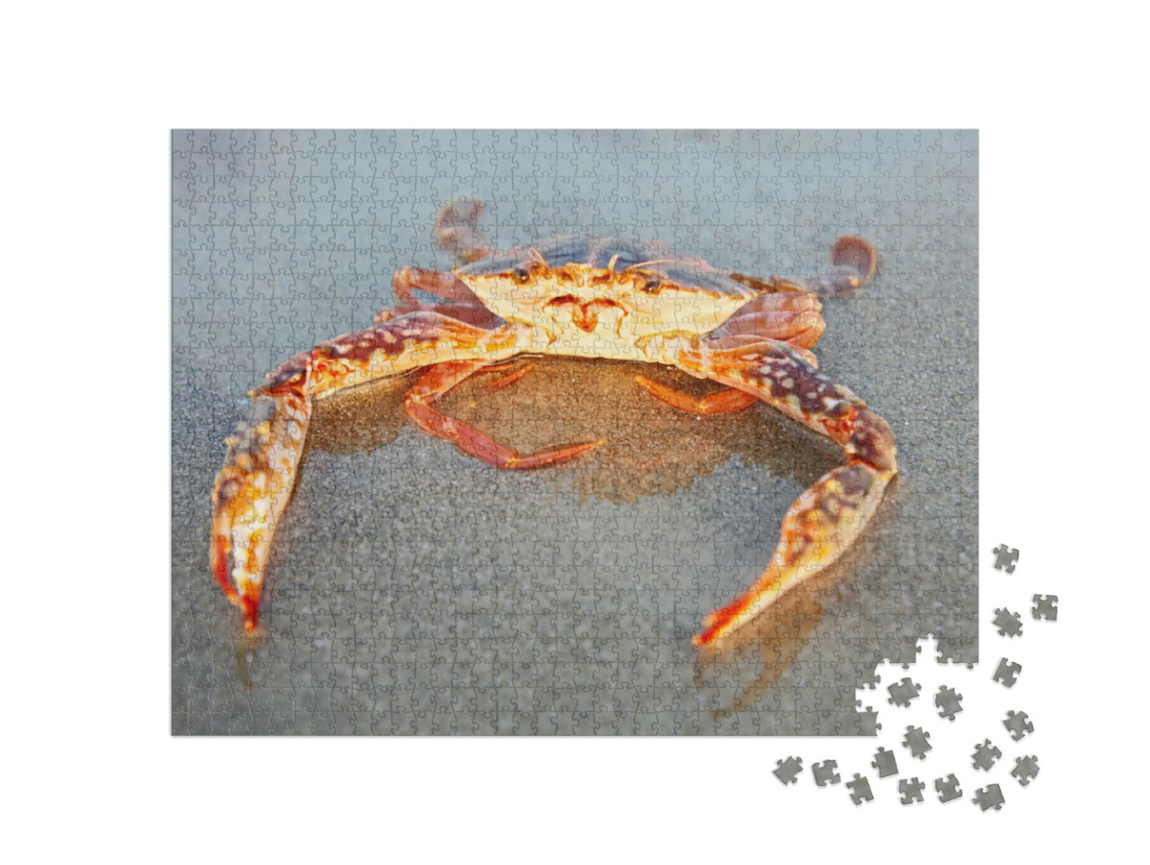 Puzzel 1000 stukjes „Rode krab op het strand in Goa, India“