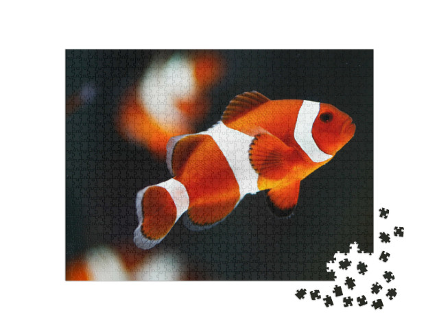 Puzzel 1000 stukjes „Valse percala anemoonvis of ocellaris anemoonvis“