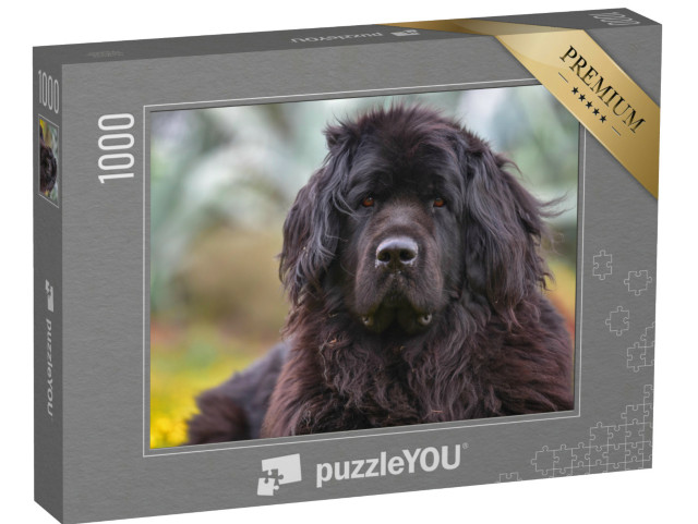 Puzzel 1000 stukjes „Close-up van een reusachtige Newfoundlander“