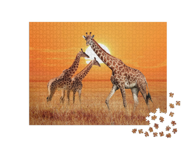 Puzzel 1000 stukjes „Giraffe met haar twee jongen, Serengeti Nationaal Park, Tanzania“