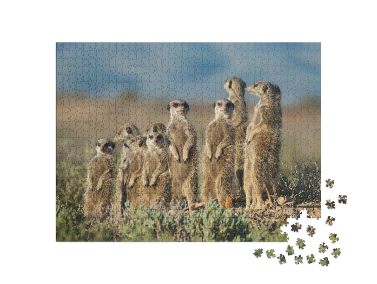 Puzzel 1000 stukjes „Stokstaartjesfamilie in Zuid-Afrika“