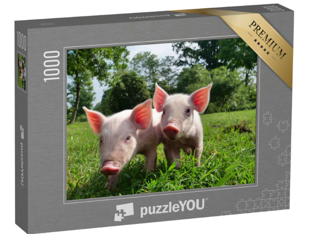 Puzzel 1000 stukjes „Twee biggetjes op een groene weide“