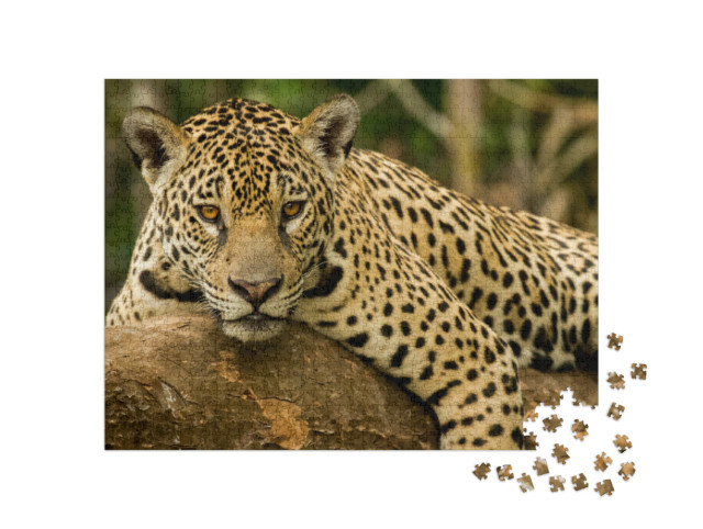 Puzzel 1000 stukjes „De Jaguar“