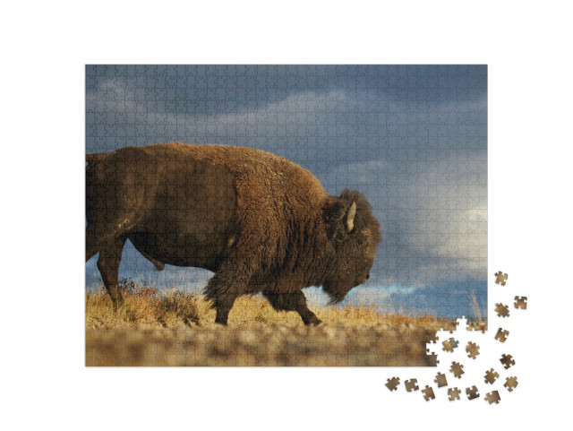 Puzzel 1000 stukjes „Amerikaanse bizon oftewel buffel tegen een dramatische prairiehemel, Montana“