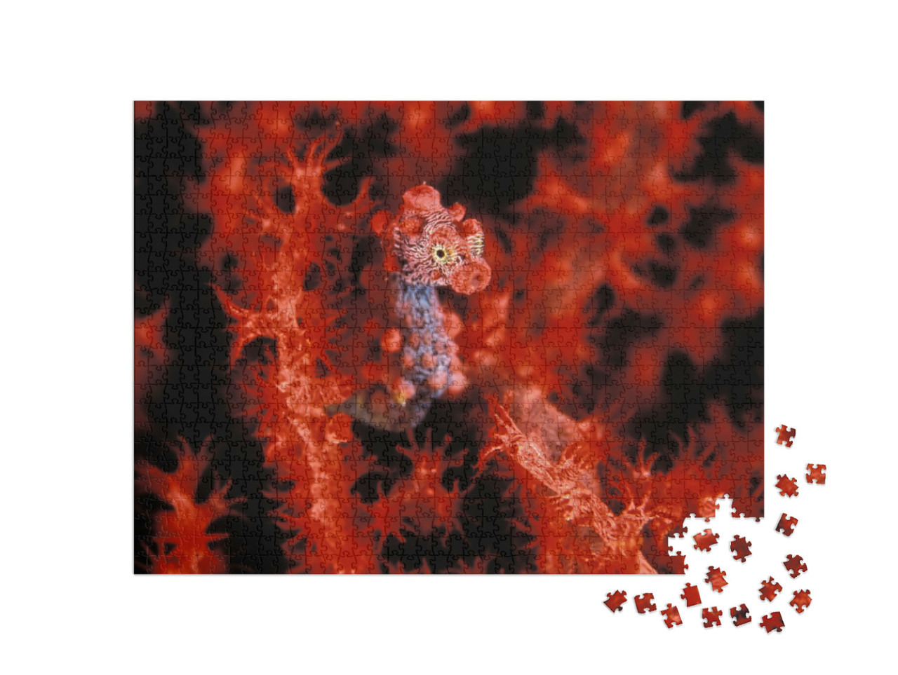 Puzzel 1000 stukjes „Een felrood dwergzeepaardje“
