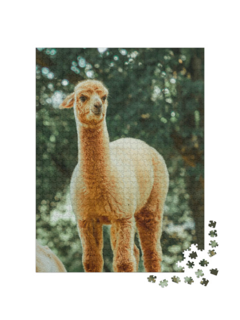 Puzzel 1000 stukjes „De lama, een tam zoogdier dat wijdverspreid is in Zuid-Amerika“