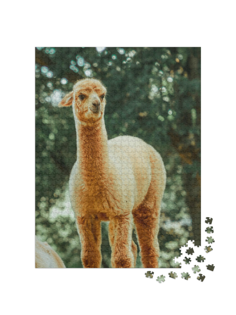 Puzzel 1000 stukjes „De lama, een tam zoogdier dat wijdverspreid is in Zuid-Amerika“