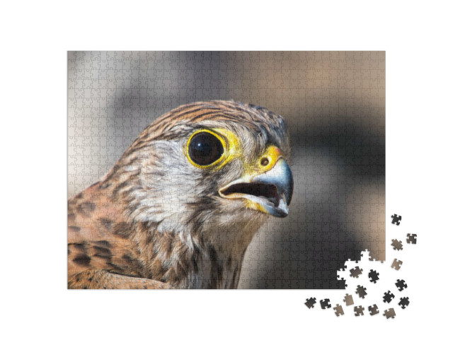 Puzzel 1000 stukjes „Portret van een torenvalk“