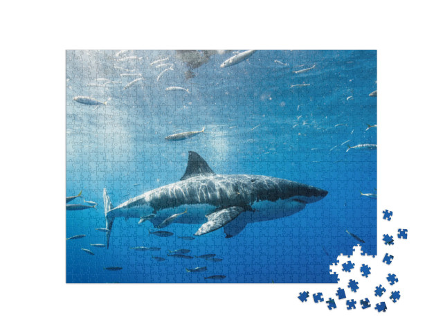 Puzzel 1000 stukjes „Grote witte haai in Mexico“