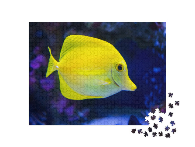 Puzzel 1000 stukjes „Gele doornhaai“